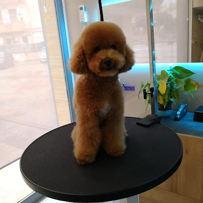 Sudaqua Toelettatura Accademia