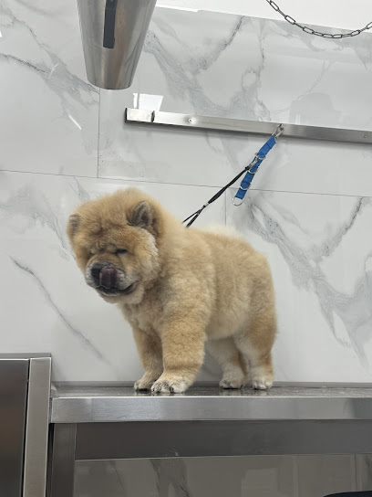 THE DOG'S CLUB REGGIO CALABRIA