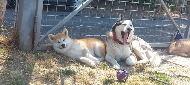 The Dog Island Centro Cinofilo