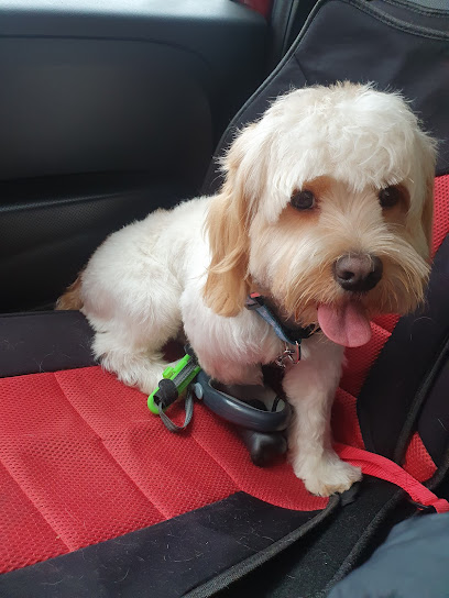 Tiger Pet Passion - Toelettatura - Petshop