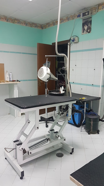 Toeletta cani e gatti di Napoletano Franco