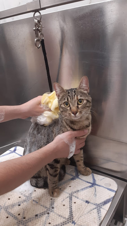 Toelettatura 4 Zampe