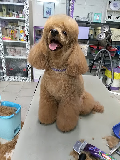 Toelettatura Amici Cani & Gatti