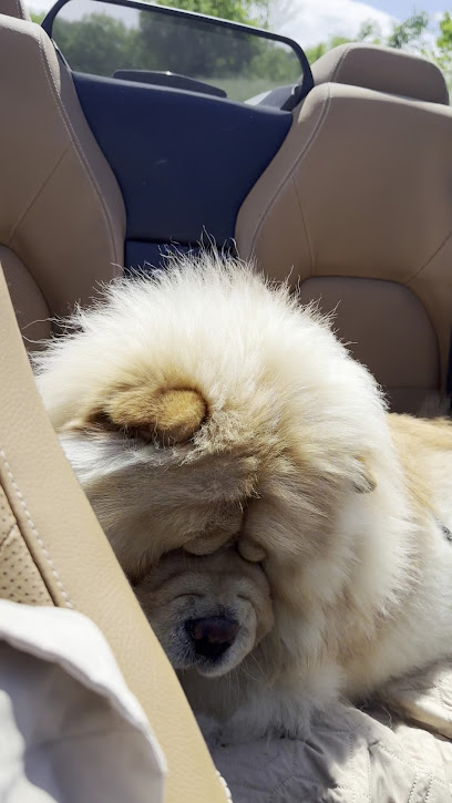 Toelettatura Amici Pelosi