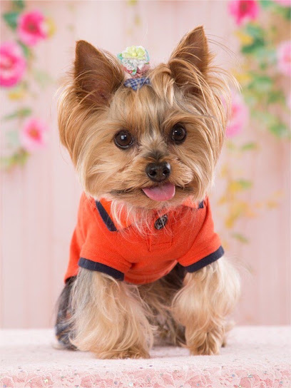 Toelettatura Amici di Tiziana