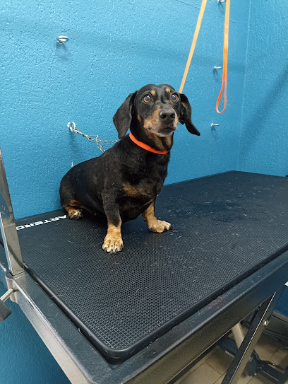 Toelettatura Anima Pet