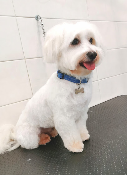 Toelettatura Bauberia