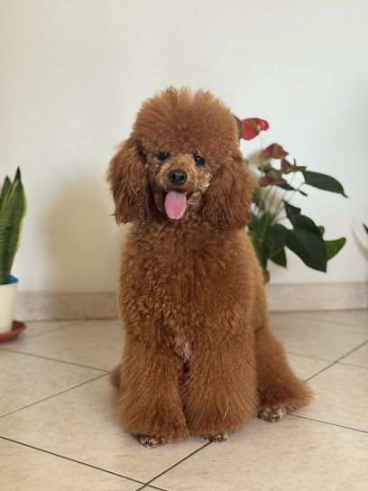 Toelettatura Baulettami