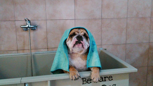 Toelettatura Beauty Dog