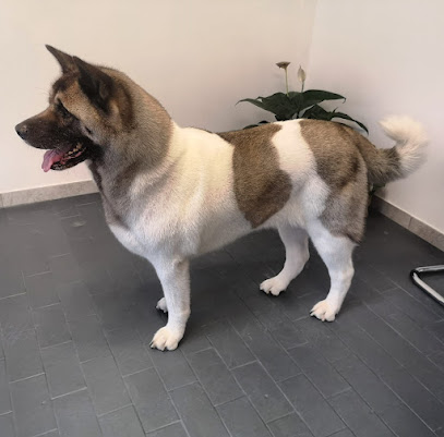 Toelettatura Beauty Farm di Sara Massarutto