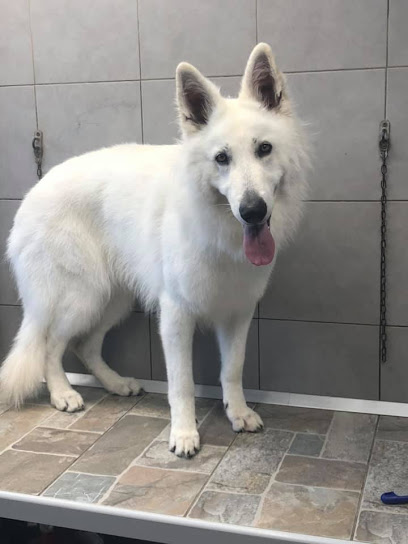 Toelettatura Beauty Friends di Marconi Giada