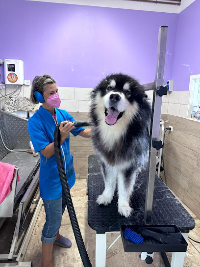 Toelettatura Beauty Pet By Annalisa Vianello