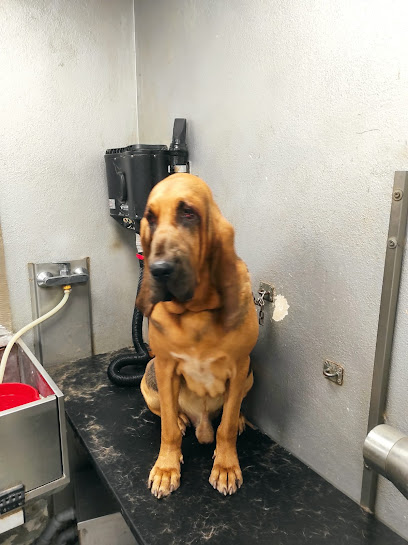 Toelettatura Beethoven