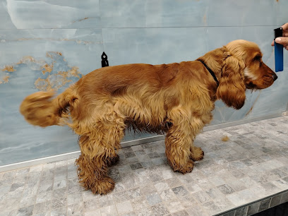 Toelettatura Black Sheep