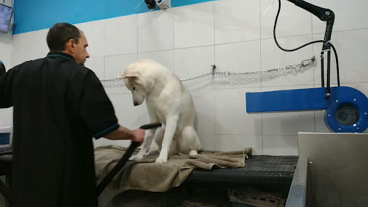 Toelettatura Cani Wash Dog Alessandria