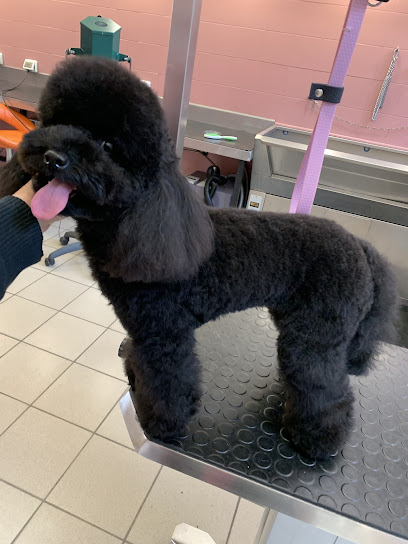 Toelettatura Caricani Di Giulia Casagrande