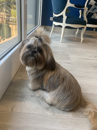 Toelettatura Carlotta