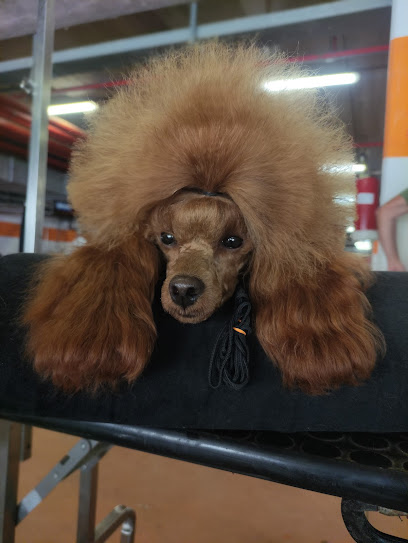 Toelettatura Catania di Giuseppe Benigno