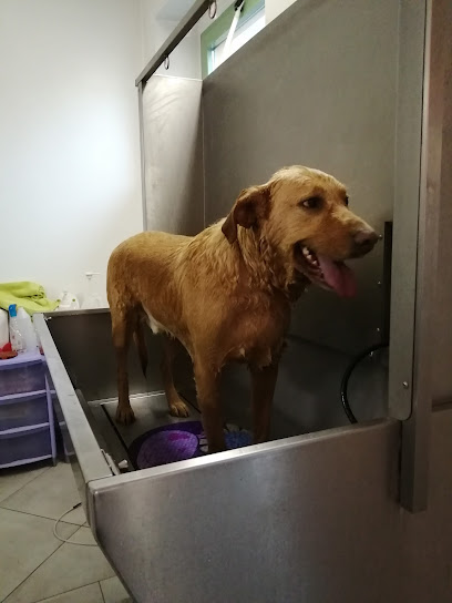 Toelettatura Coccole