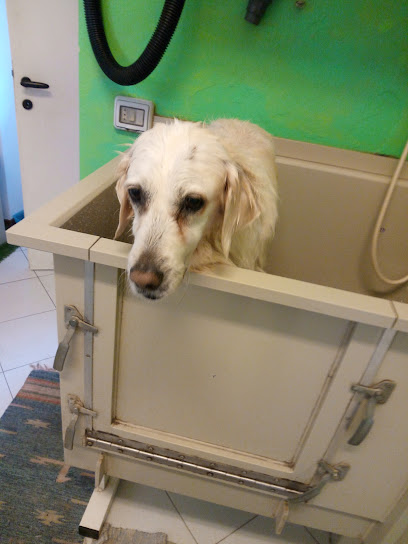 Toelettatura Colpo di Coda