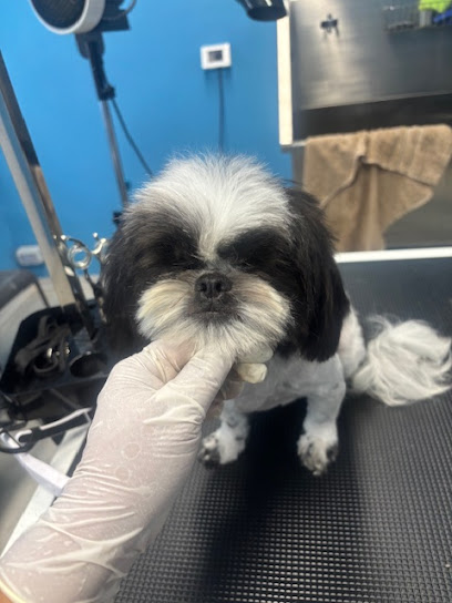 Toelettatura Cuccioli D'oro