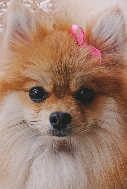 Toelettatura Cuccioli da Vittoria