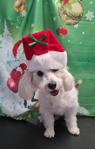 Toelettatura CuraPet