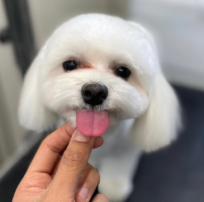 Toelettatura Diamoci La Zampa