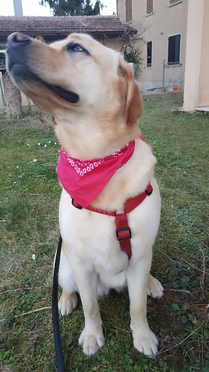 Toelettatura Diamoci Un Taglio