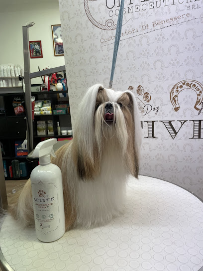 Toelettatura Dog in The Mirror