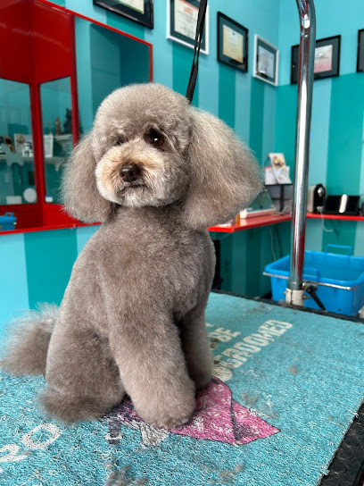 Toelettatura Dog's Paradise 2.0