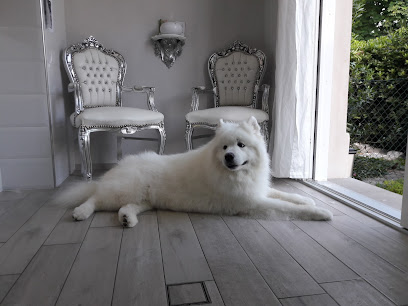 Toelettatura Fido Mon Amour di Giulia Carnaccini