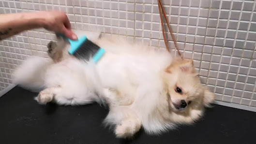 Toelettatura Fido Shop