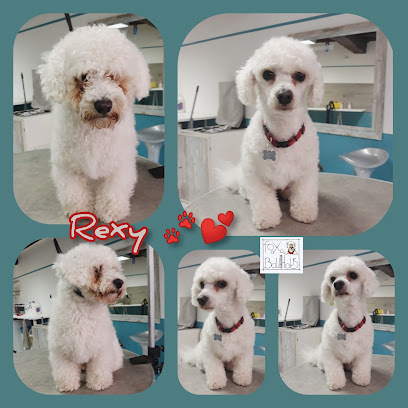 Toelettatura Fox Bauhaus