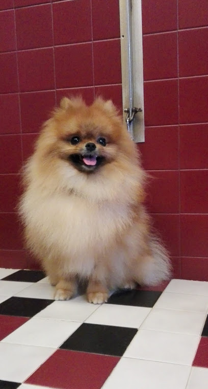 Toelettatura Frau Di Massimiliano Frau