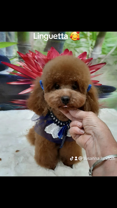 Toelettatura Gli Amici di Argo