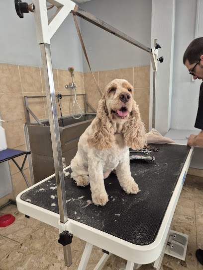 Toelettatura Gli Amici di Evelin