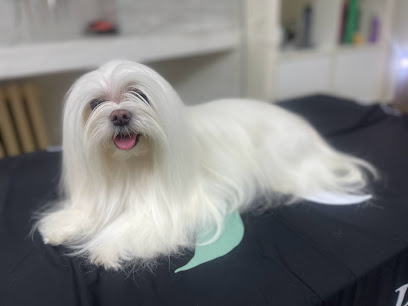 Toelettatura Il Bagno di Fido