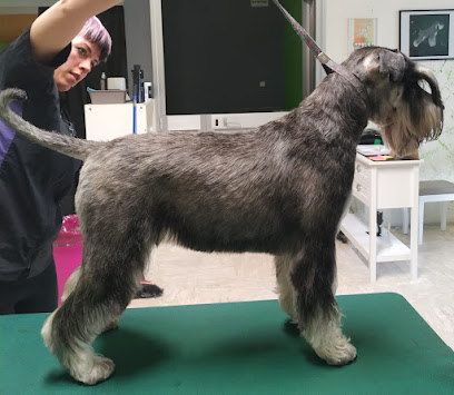 Toelettatura In Ring