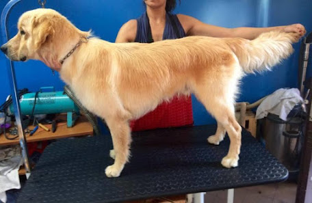 Toelettatura L'Arca Verde