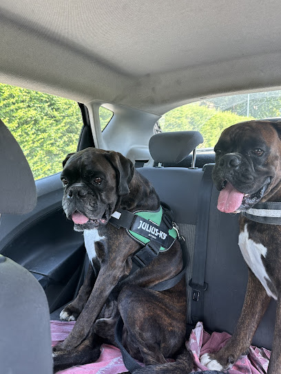 Toelettatura La cuccia di scubi