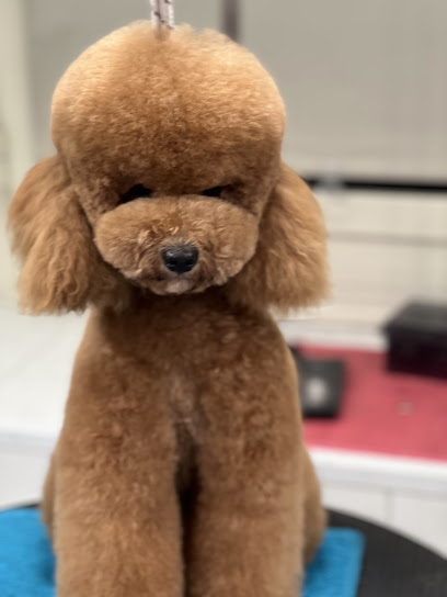 Toelettatura Matteo Romeo