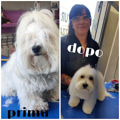 Toelettatura Mestre Oasi del cane