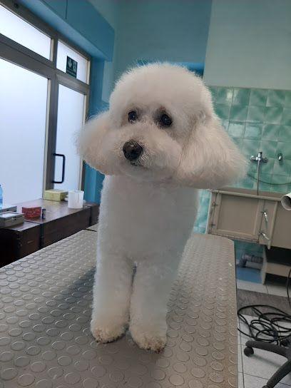 Toelettatura Mi Fido Di Te