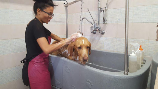 Toelettatura Milano - Amici di Viola Milano