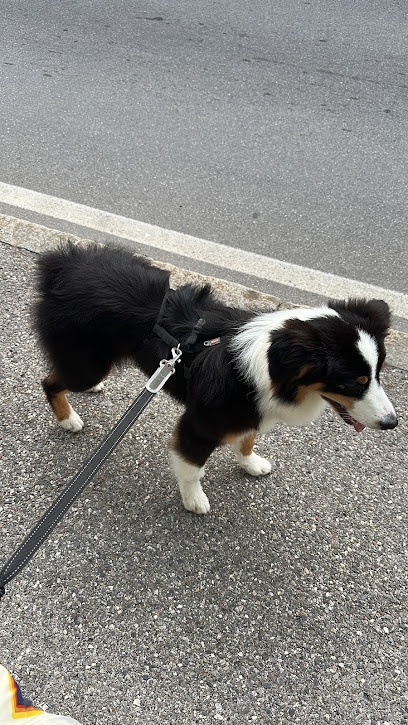 Toelettatura Mirella