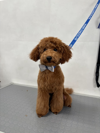 Toelettatura Oh my Dog! Di Elisa