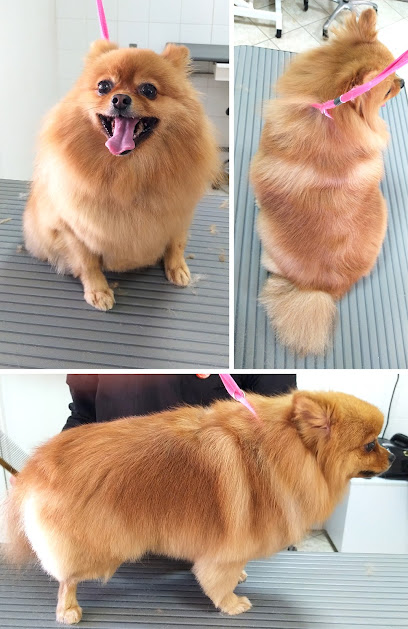 Toelettatura One Love