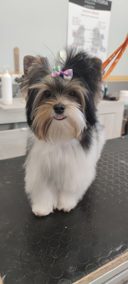 Toelettatura Patty (all'interno del Pet store Conad )