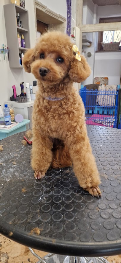 Toelettatura Pelolindo Verona